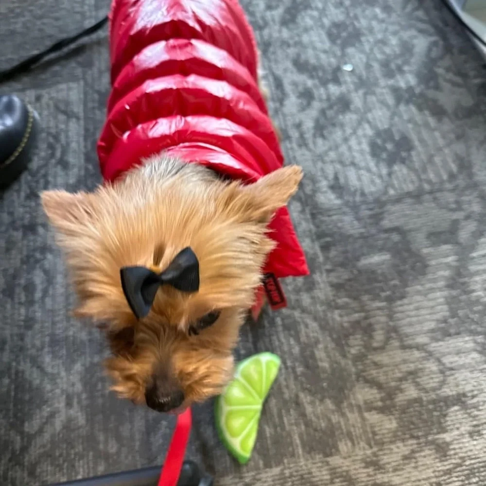Red Waterproof Dog Coat